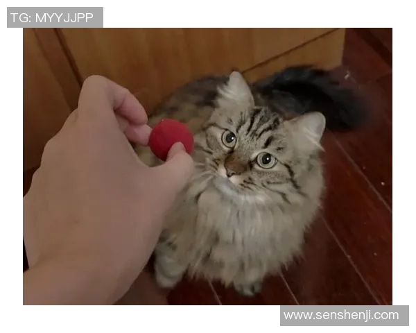 足球明星的宠物猫揭秘：这些球星们的猫咪都有哪些独特名字和故事